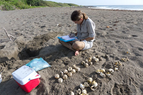 Dr. Kimberly Stewart doing a sea turtle nest excavation