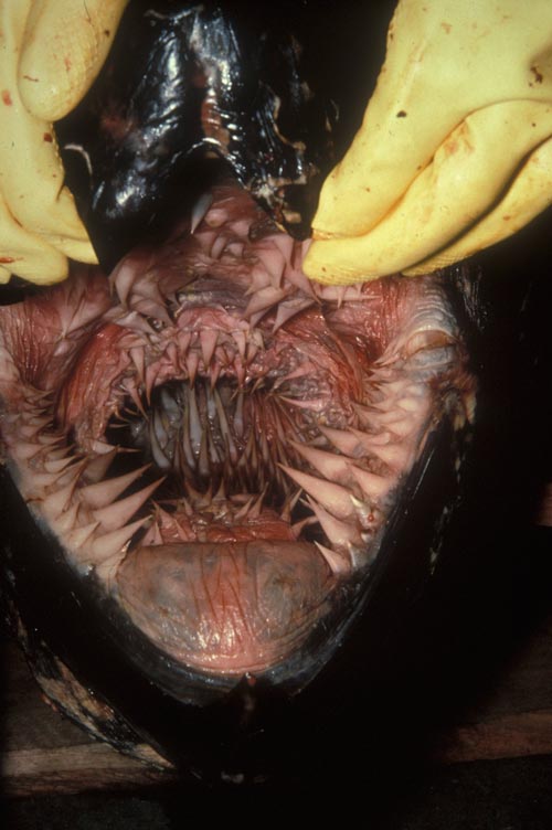 The last thing a jellyfish ever sees as it gets gulped down by a leatherback.