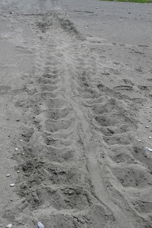 The track of a leatherback left in the sand with tail drag in the center.