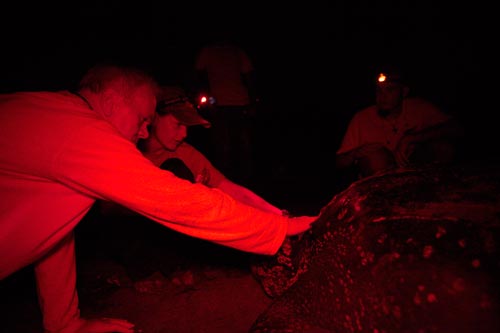Steve and Kimberly feel the smooth carapace of a leatherback.